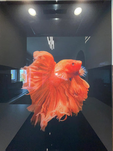 Deep Bronze - Mica Splashback - Bespoke - CreoGlass®