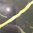 Golden - Black Calacatta Splashback - Bespoke - CreoGlass®