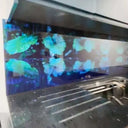 Jungle Leaves Printed Landscape Glass Kitchen Splashback - Bespoke - CreoGlass®