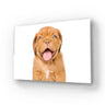 Bordeaux Puppy Dog Isolated Glass Wall Art - DIY - CreoGlass®