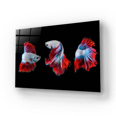 Halfmoon Betta Fish 2 Glass Wall Art - DIY - CreoGlass®