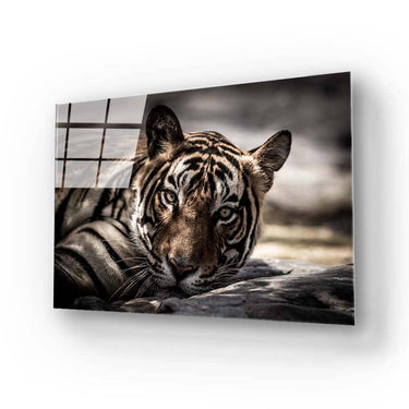 Sleepy Tiger Glass Wall Art - DIY - CreoGlass®