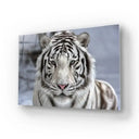 White Bengal Tiger Closeup Glass Wall Art - DIY - CreoGlass®