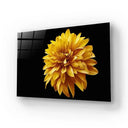 Yellow Chrysanthemum With Black Background Glass Wall Art - DIY - CreoGlass®
