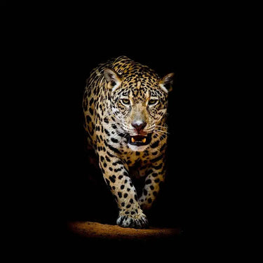 Leopard in Spotlight Printed Glass Splashback - DIY - CreoGlass®