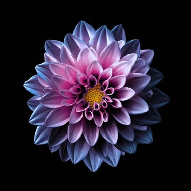 Purple Dahlia Printed Glass Splashback - DIY - CreoGlass®