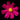 Vibrant pink cosmos flower with yellow center against black background