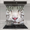 White tiger face printed on kitchen glass splashback behind induction hob