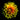 Vibrant yellow and orange dahlia flower with layered petals against black background