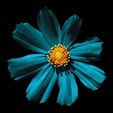 Cerulean Daisy Printed Glass Splashback - DIY - CreoGlass®