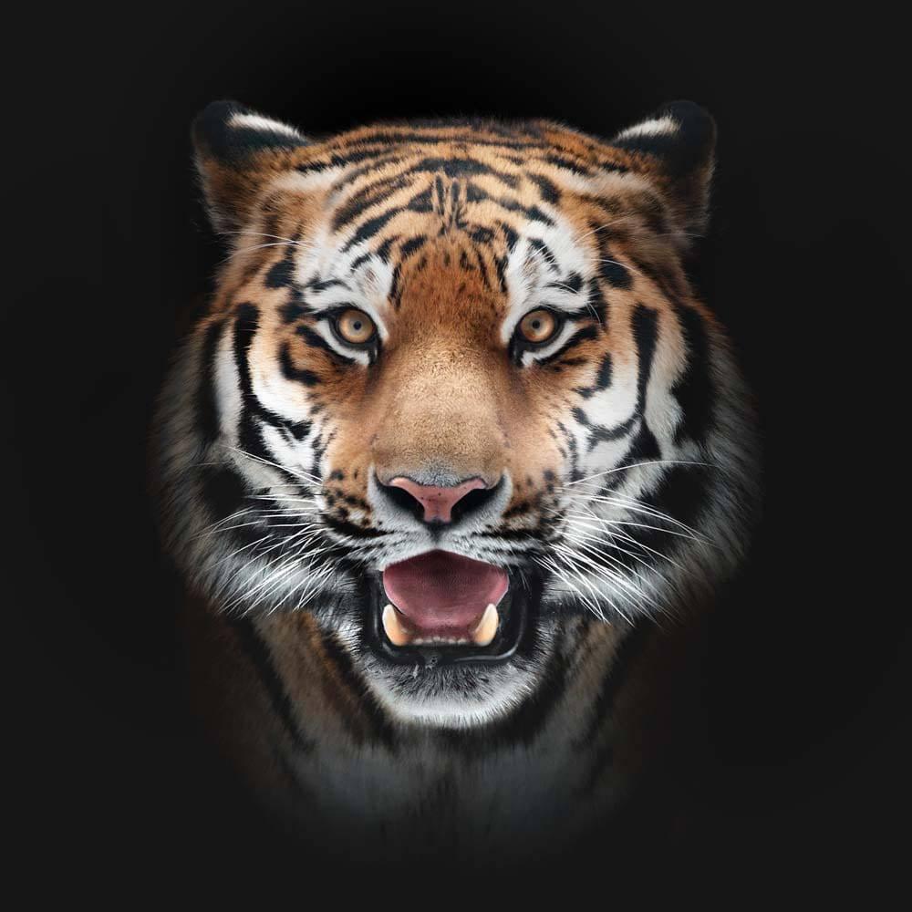 Front-Facing Tiger in Spotlight Printed Glass Splashback - DIY - CreoGlass®