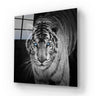 Tiger with Blue Eyes Glass Wall Art - DIY - CreoGlass®