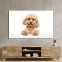 Cute Maltipoo Puppy Posing Glass Wall Art - DIY - CreoGlass®