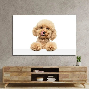 Cute Maltipoo Puppy Posing Glass Wall Art - DIY - CreoGlass®