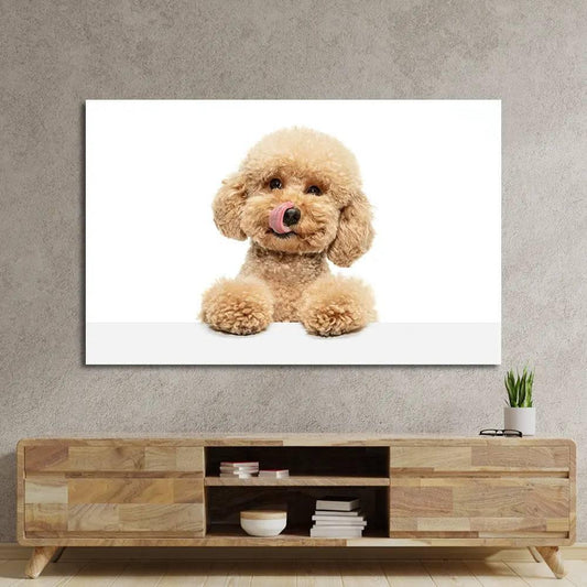 Cute Maltipoo Puppy Posing Glass Wall Art - DIY - CreoGlass®