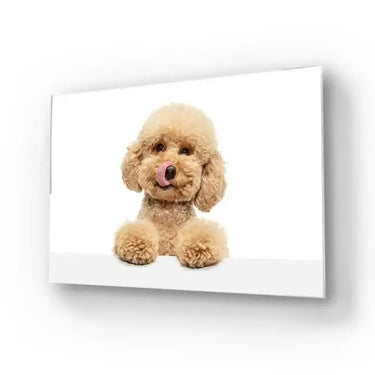 Cute Maltipoo Puppy Posing Glass Wall Art - DIY - CreoGlass®
