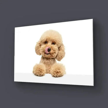 Cute Maltipoo Puppy Posing Glass Wall Art - DIY - CreoGlass®