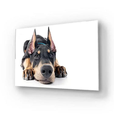 Doberman White Background Glass Wall Art - DIY - CreoGlass®