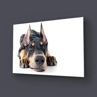 Doberman White Background Glass Wall Art - DIY - CreoGlass®