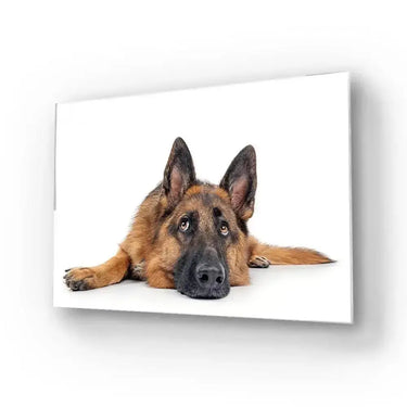 Large German Shepherd Dog Resting Glass Wall Art - DIY - CreoGlass®