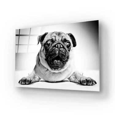 Playful Pug Black and White Glass Wall Art - DIY - CreoGlass®