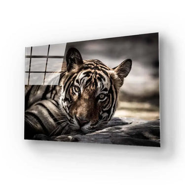 Sleepy Tiger Glass Wall Art - DIY - CreoGlass®