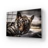 Sleepy Tiger Glass Wall Art - DIY - CreoGlass®