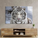 White Bengal Tiger Closeup Glass Wall Art - DIY - CreoGlass®