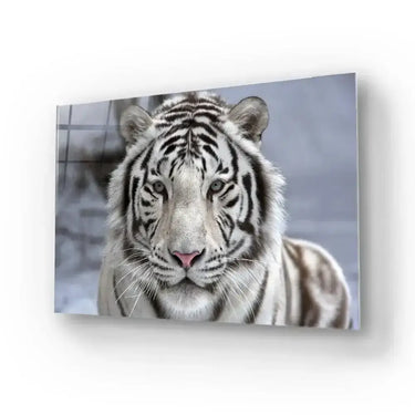 White Bengal Tiger Closeup Glass Wall Art - DIY - CreoGlass®