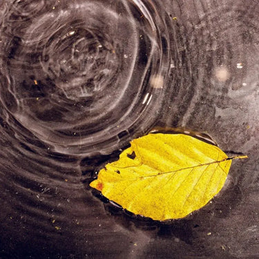 Fallen Autumn Leaf on Water Printed Glass Splashback - DIY - CreoGlass®