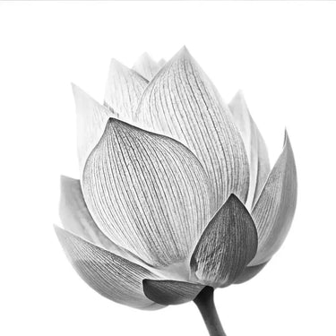 Lotus Black & White 2 Printed Glass Splashback - DIY - CreoGlass®