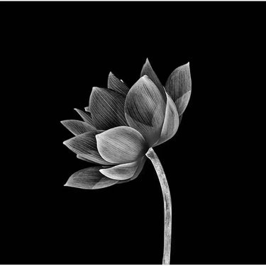 Lotus Black & White Printed Glass Splashback - DIY - CreoGlass®