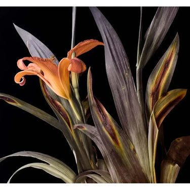 Orange Lily Printed Glass Splashback - DIY - CreoGlass®