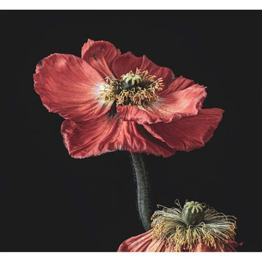 Poppy Printed Glass Splashback - DIY - CreoGlass®