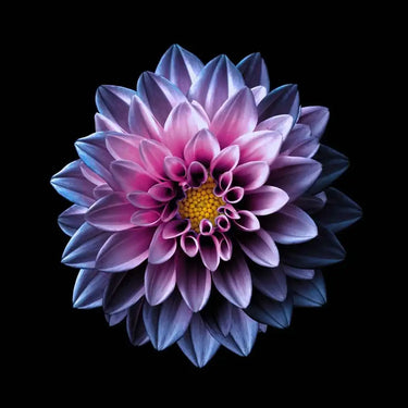 Purple Dahlia Printed Glass Splashback - DIY - CreoGlass®