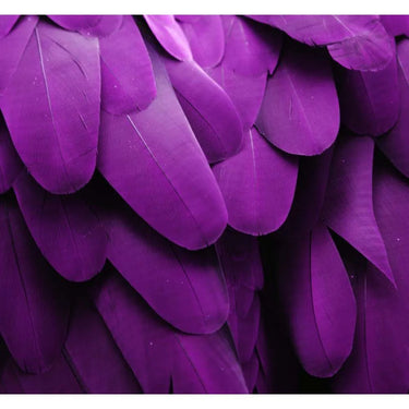 Purple Macaw Feathers Macro Photograph Printed Glass Splashback - DIY - CreoGlass®