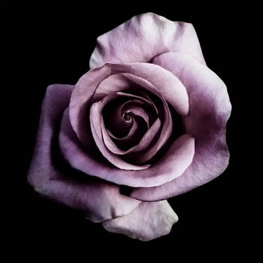 Purple Rose Printed Glass Splashback - DIY - CreoGlass®