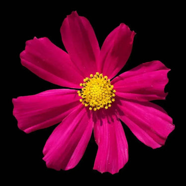 Red Daisy Printed Glass Splashback - DIY - CreoGlass®