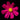 Red Daisy Printed Glass Splashback - DIY - CreoGlass®