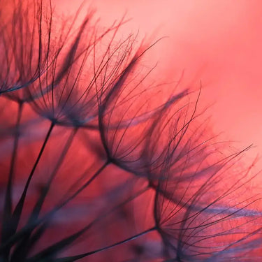 Red Dandelion Printed Glass Splashback - DIY - CreoGlass®