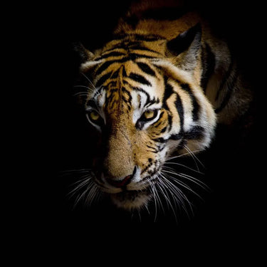 Side-Facing Tiger Printed Glass Splashback - DIY - CreoGlass®