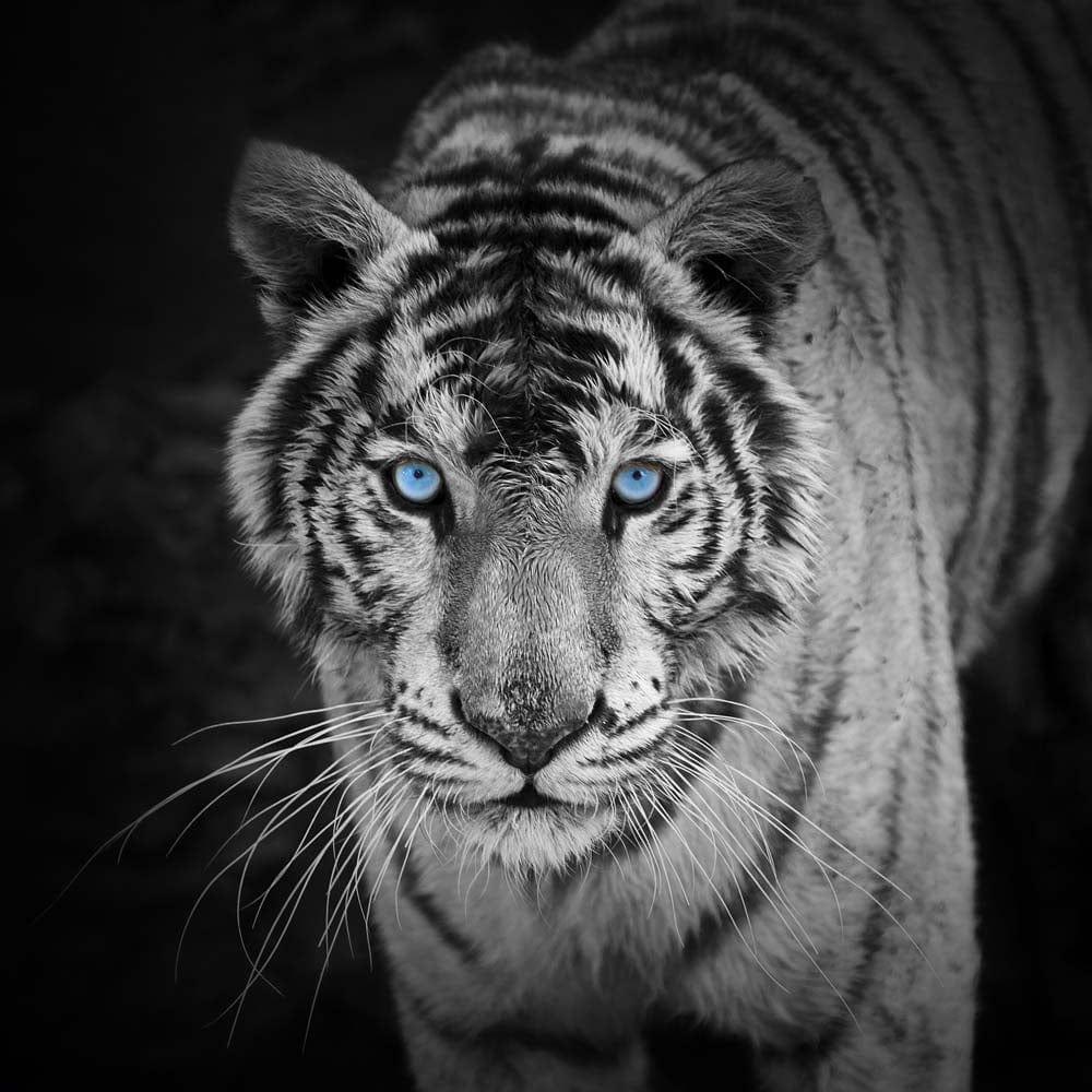 Tiger with Blue Eyes Printed Glass Splashback - DIY - CreoGlass®