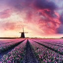 Windmill and Tulips Printed Glass Splashback - DIY - CreoGlass®
