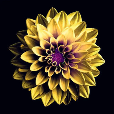 Yellow and Purple Dahlia Printed Glass Splashback - DIY - CreoGlass®