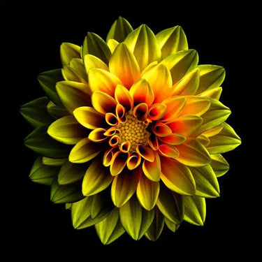 Yellow Dahlia Printed Glass Splashback - DIY - CreoGlass®