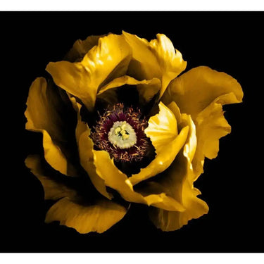 Yellow Peony Printed Glass Splashback - DIY - CreoGlass®